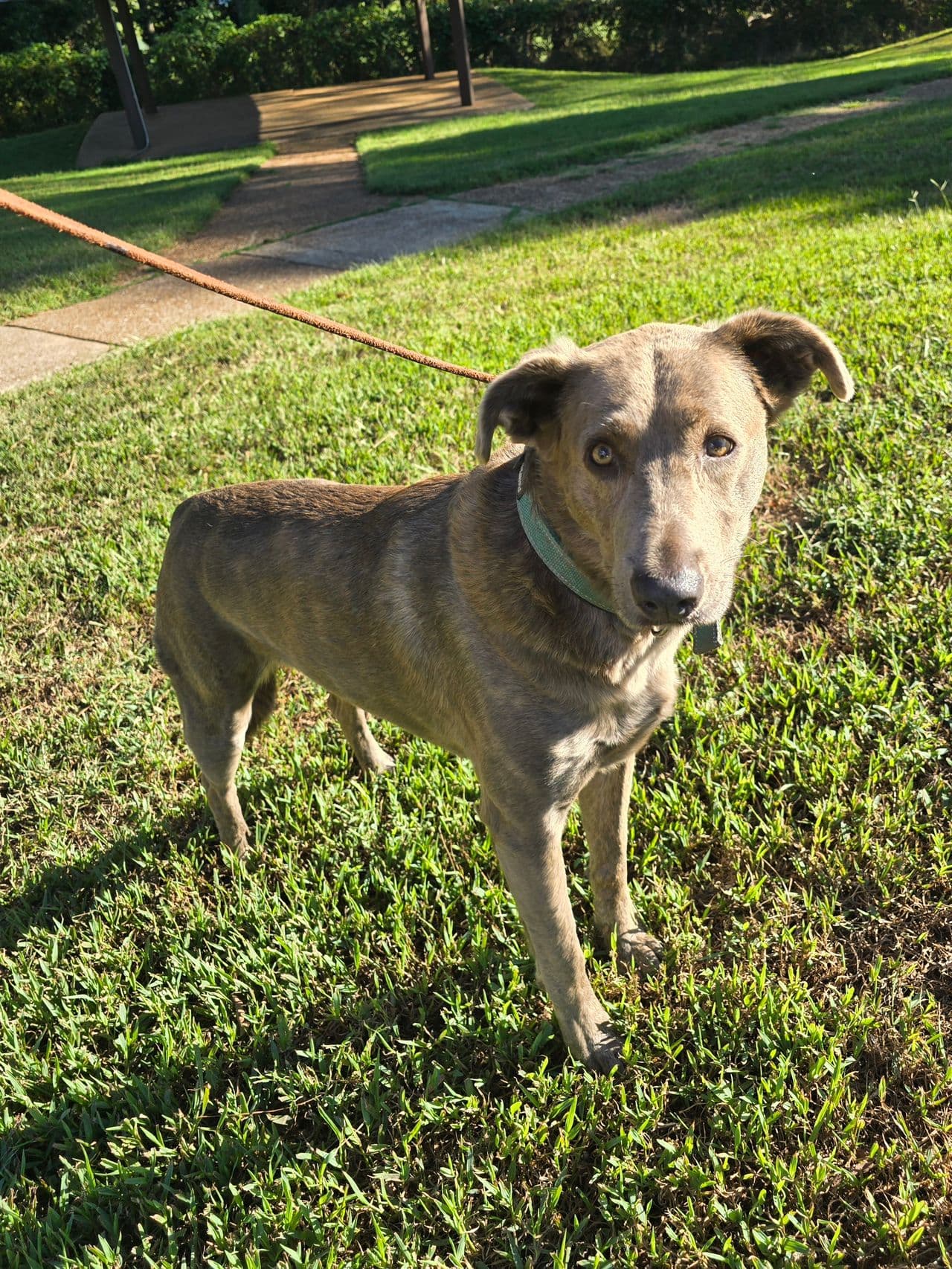 Pet travel photo 4