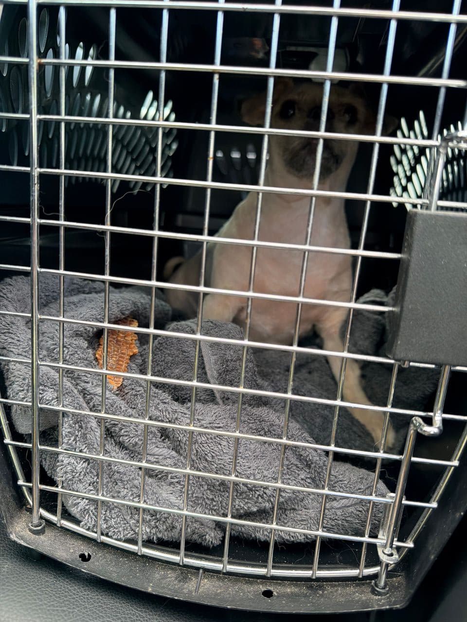 Pet travel photo 3