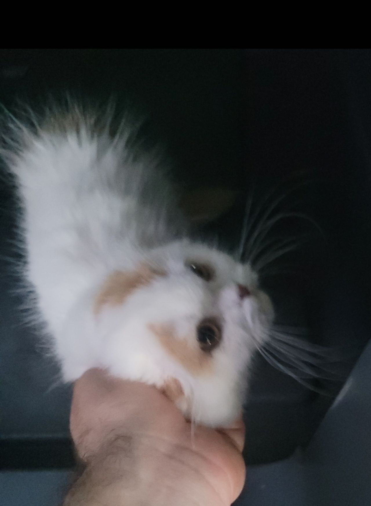 Pet travel photo 6