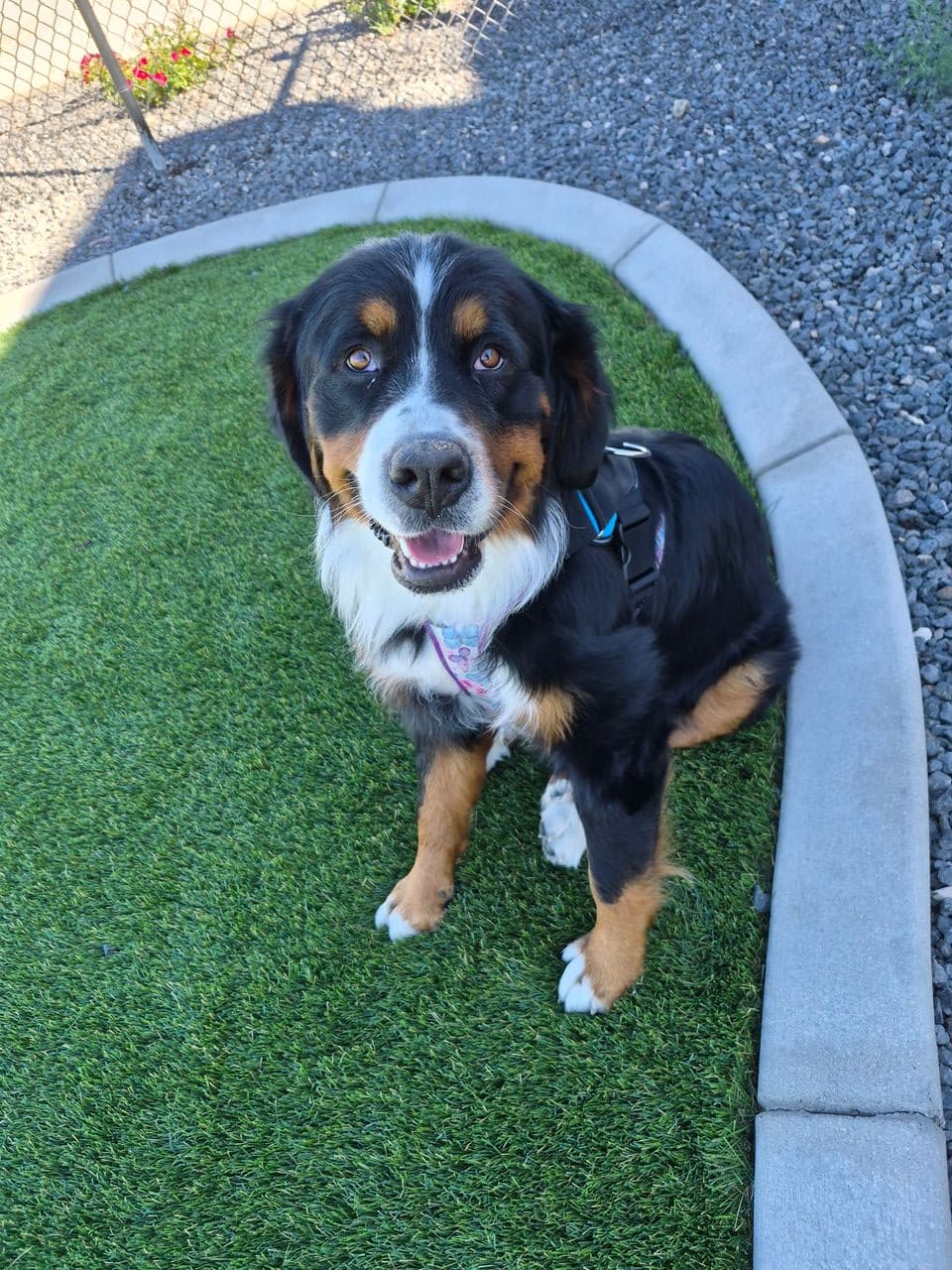 Pet travel photo 5