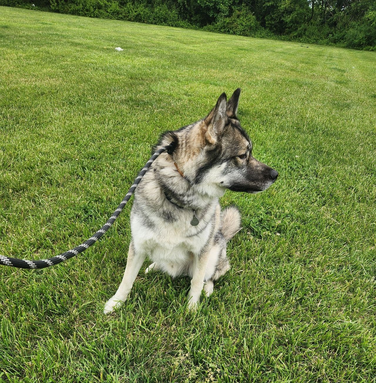 Pet travel photo 2