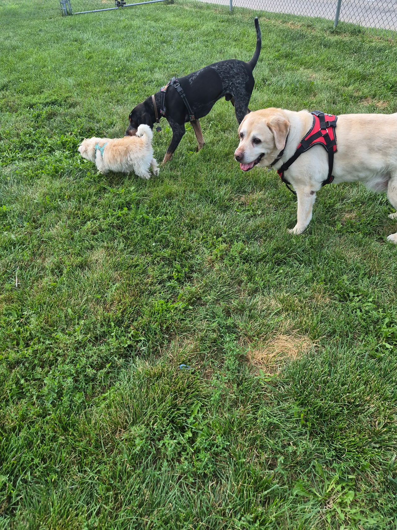 Pet travel photo 2
