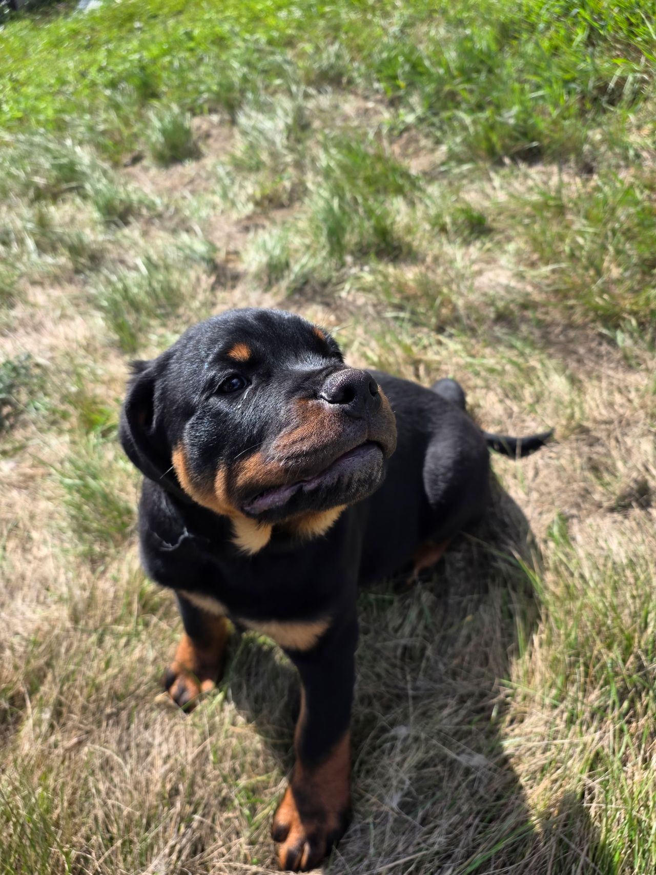 Pet travel photo 5
