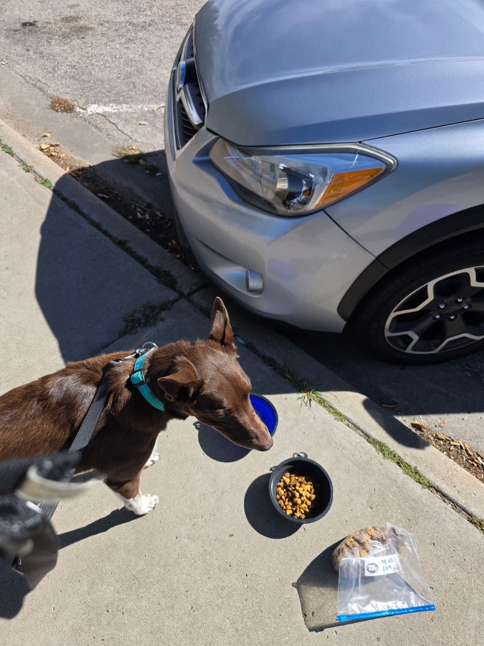 Pet travel photo 2