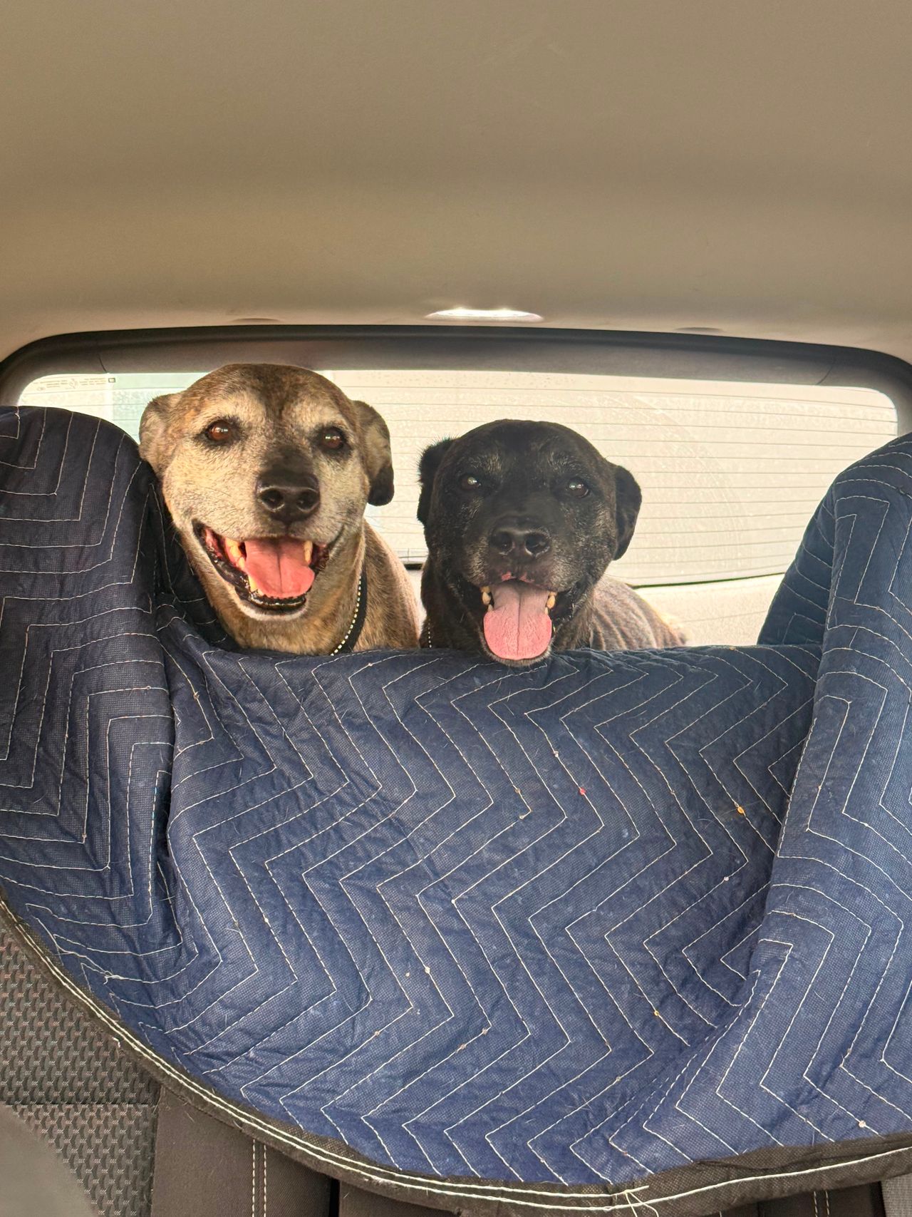Pet travel photo 1