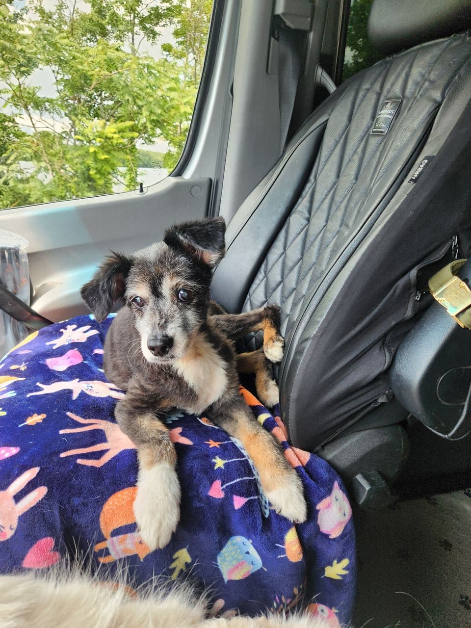 Pet travel photo 4