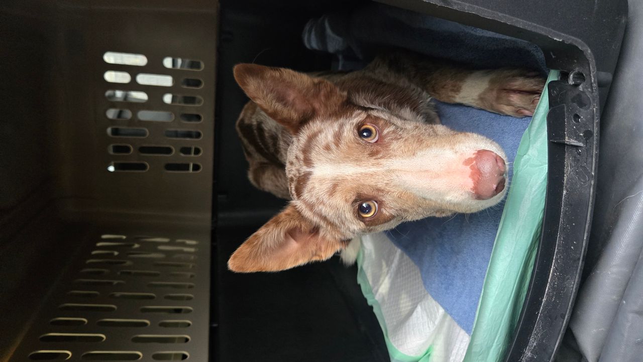 Pet travel photo 1