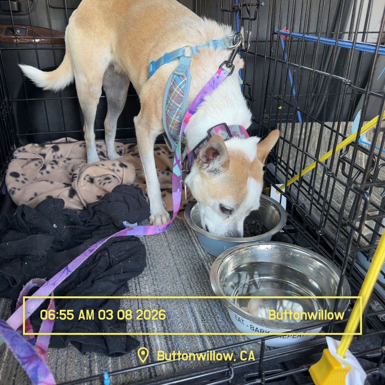 Pet travel photo 2