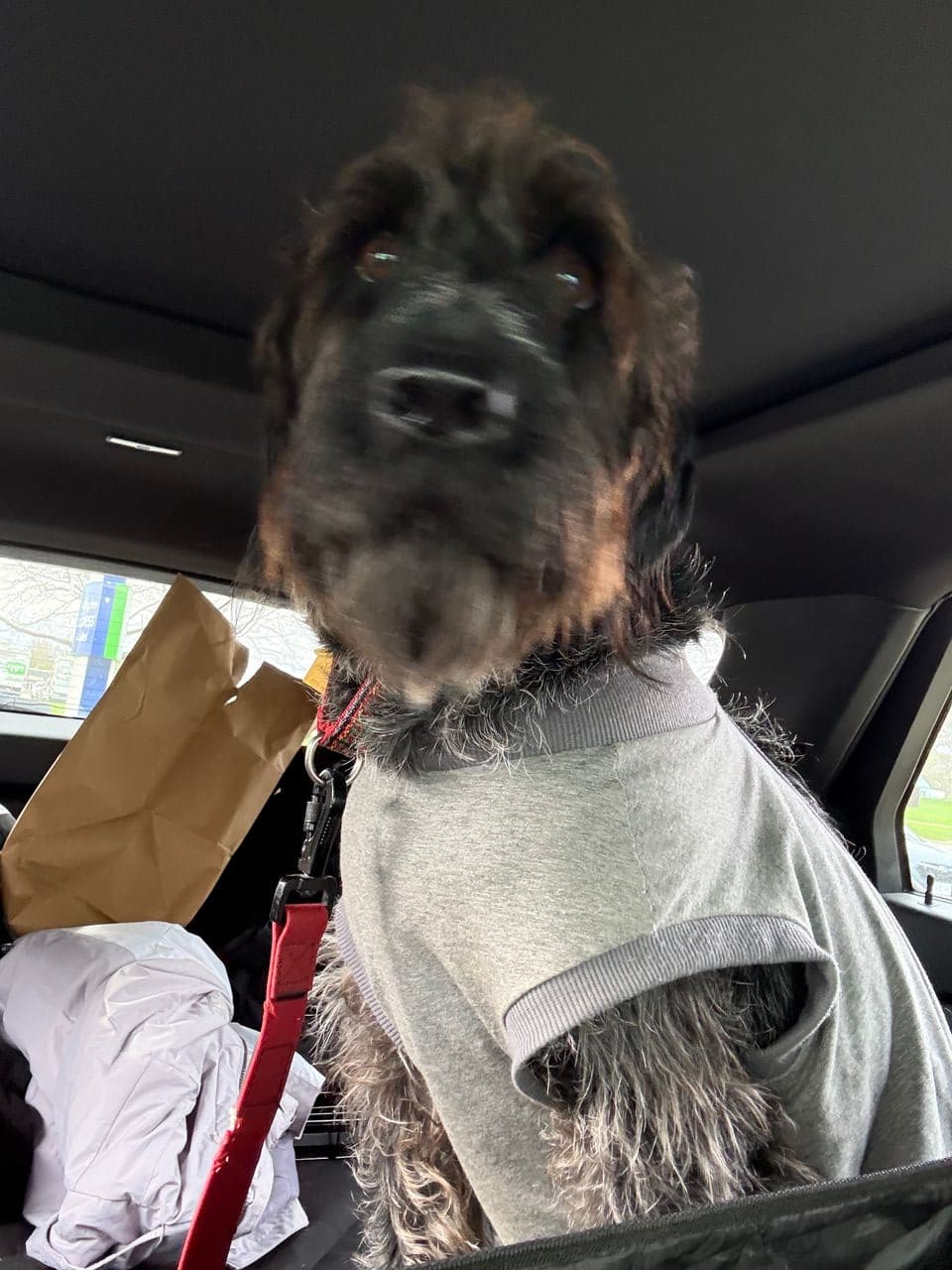 Pet travel photo 1