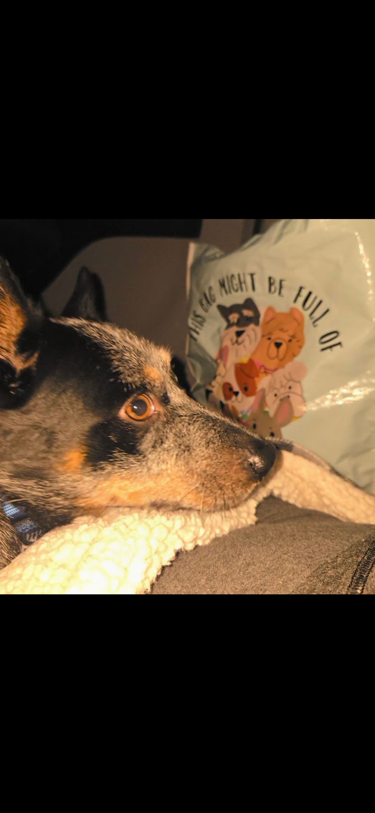 Pet travel photo 4