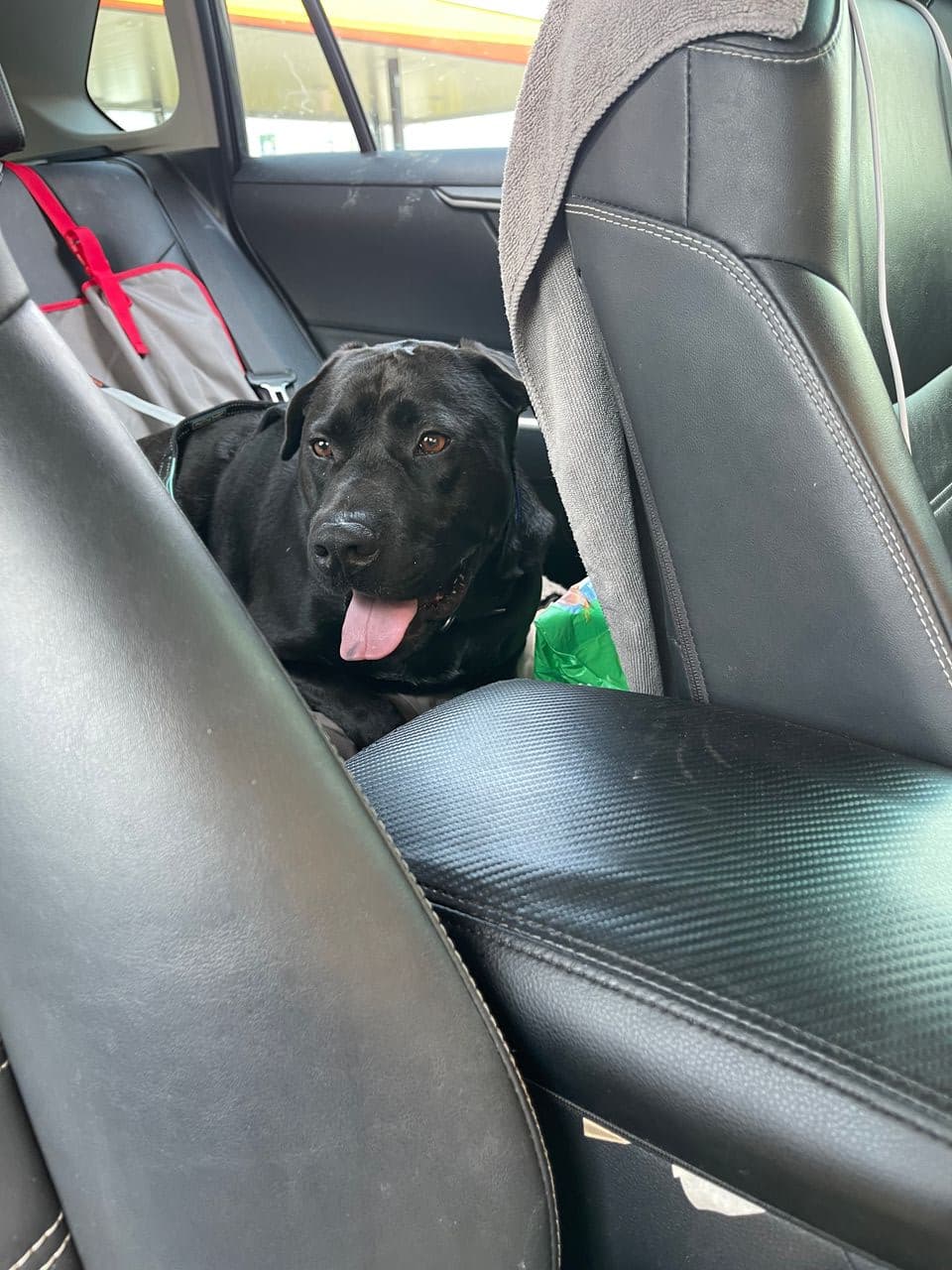 Pet travel photo 3