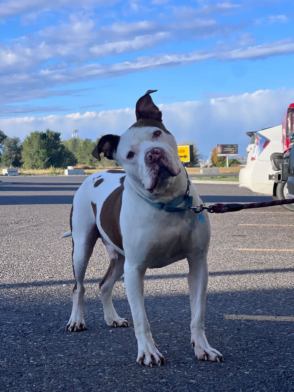 Pet travel photo 3