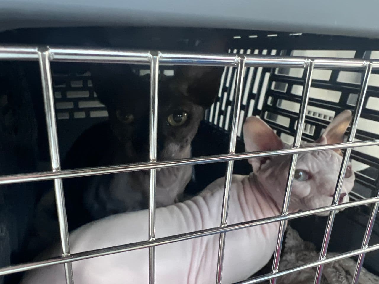 Pet travel photo 2