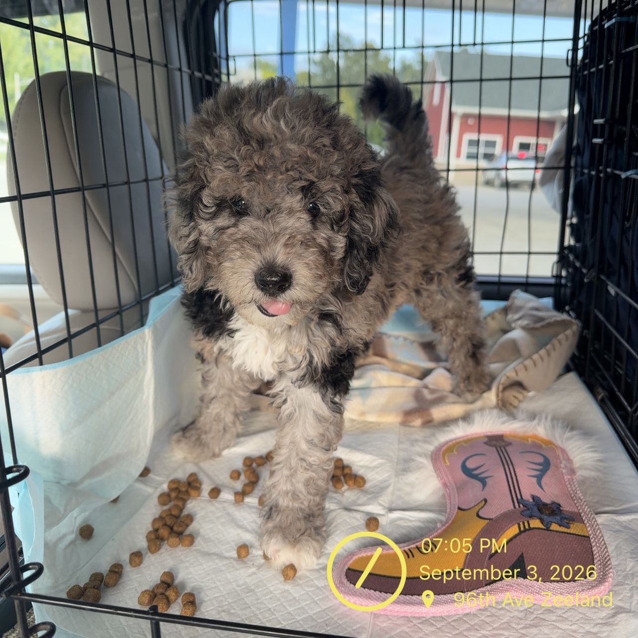 Pet travel photo 1
