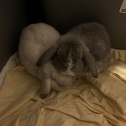 Holland Lop Rabbit named Gonzalo And Fletcher