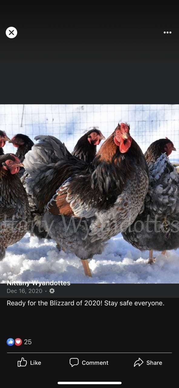 Group Of 7-8 Chickens
