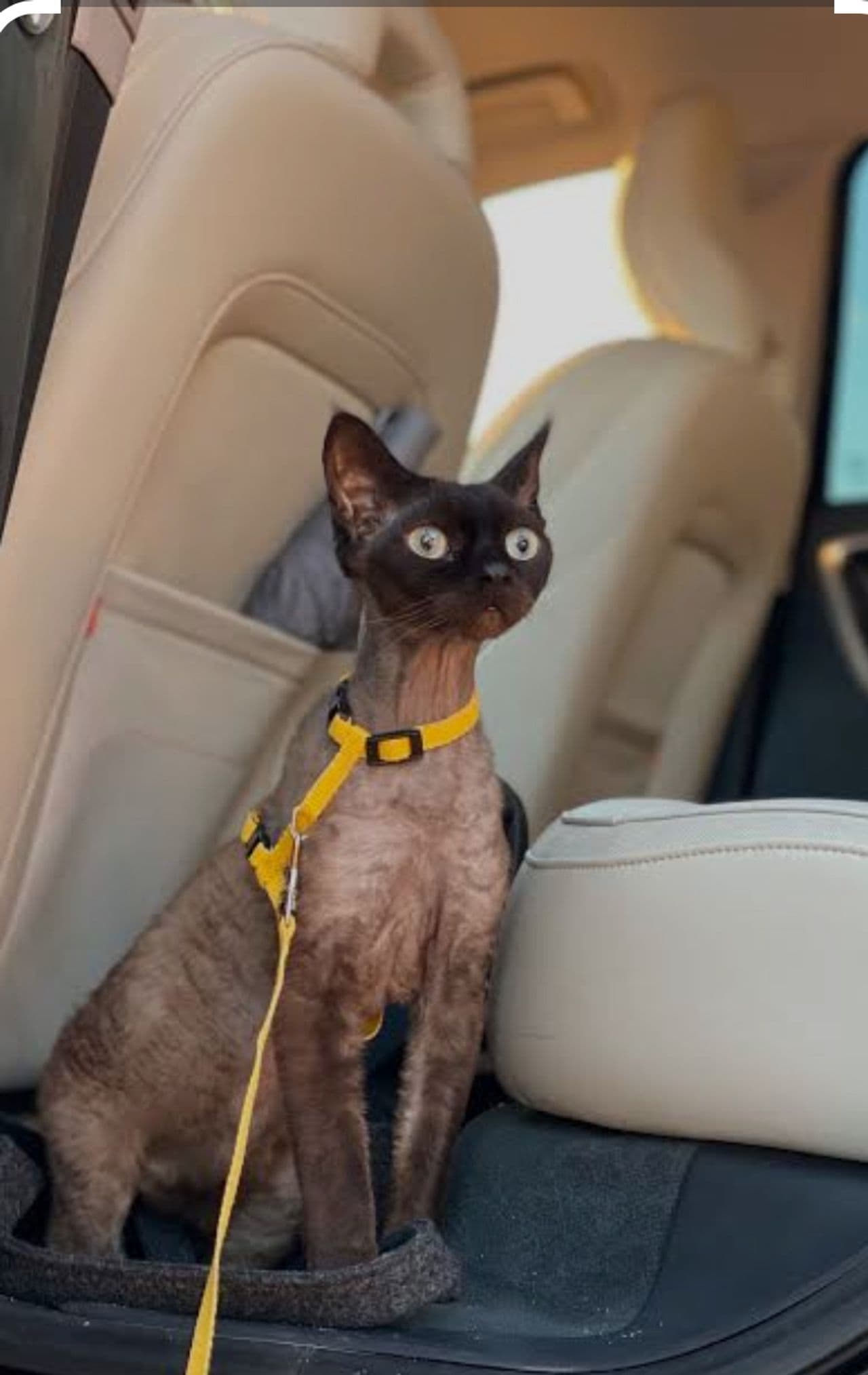 Pet travel photo 4