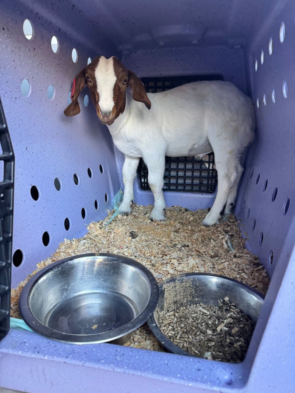 Pet travel photo 5