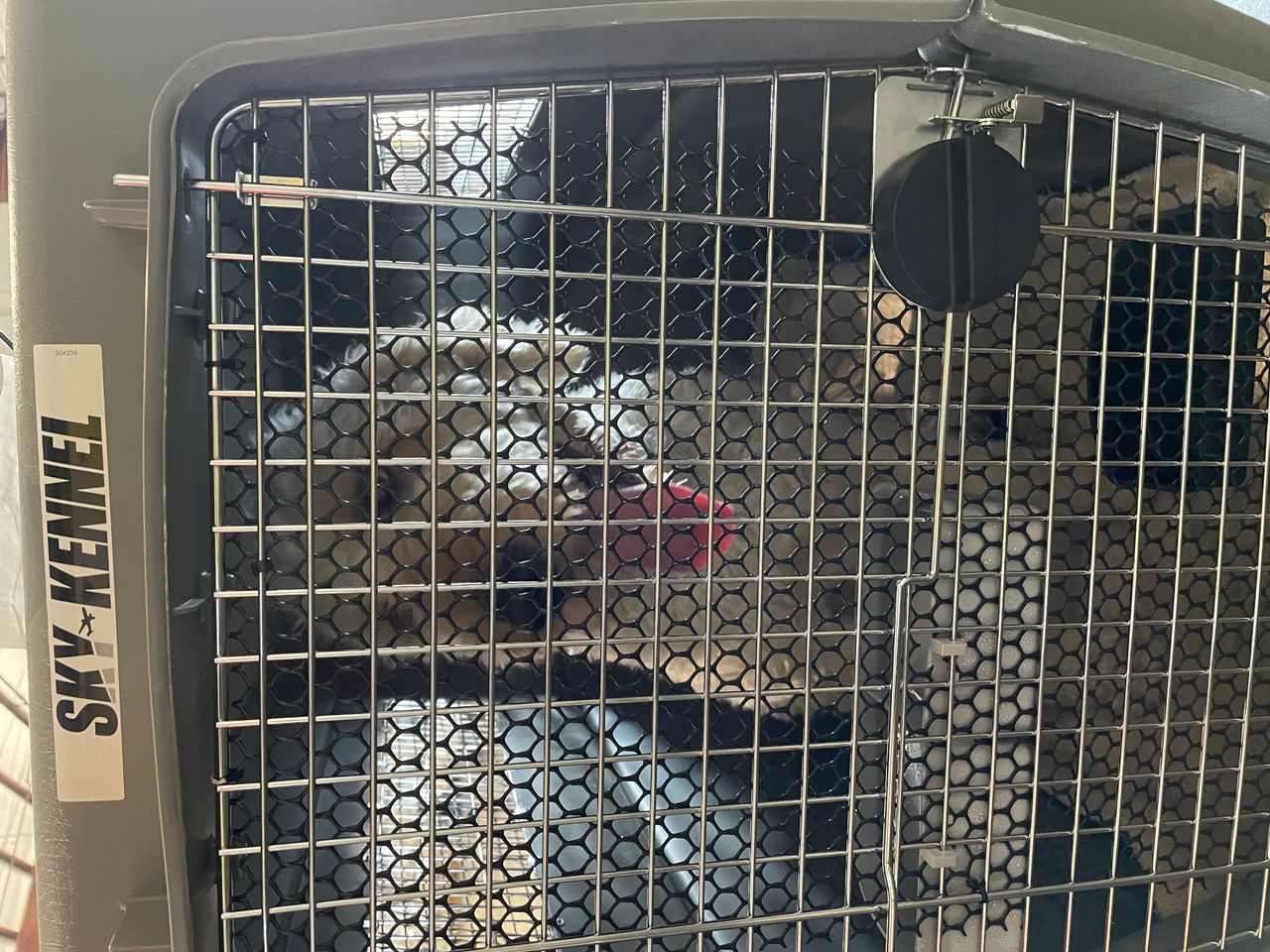 Pet travel photo 2