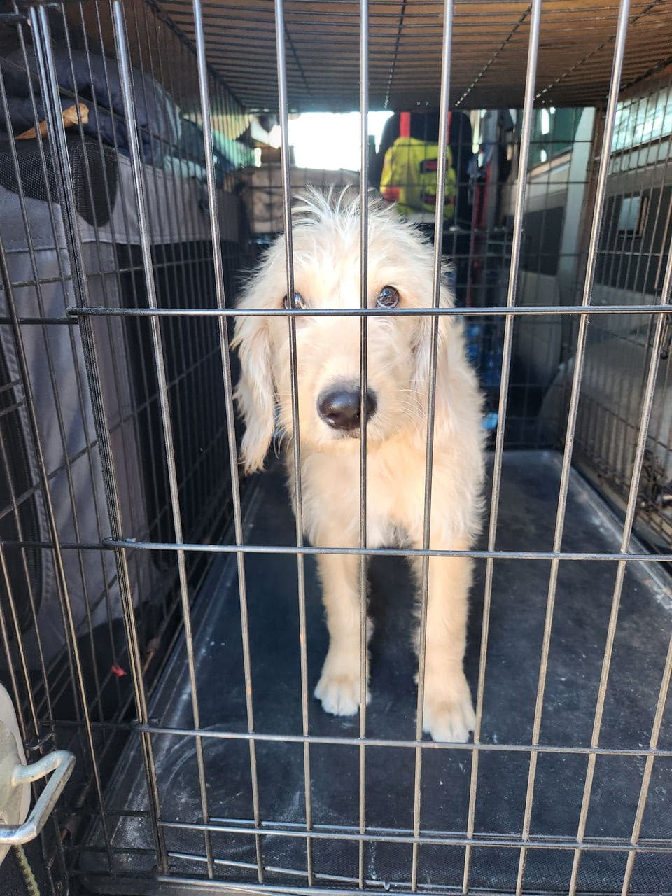 Pet travel photo 3