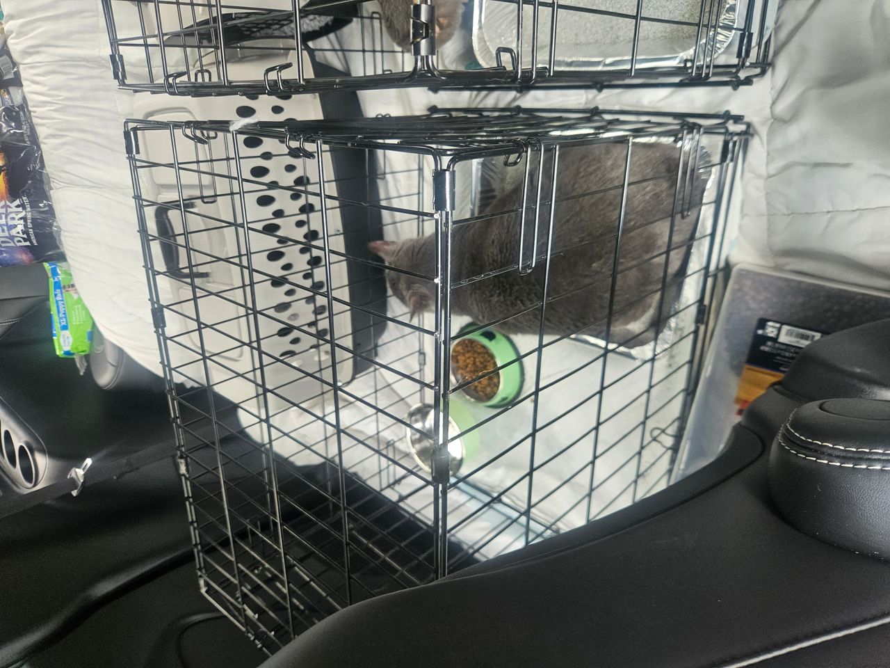 Pet travel photo 2