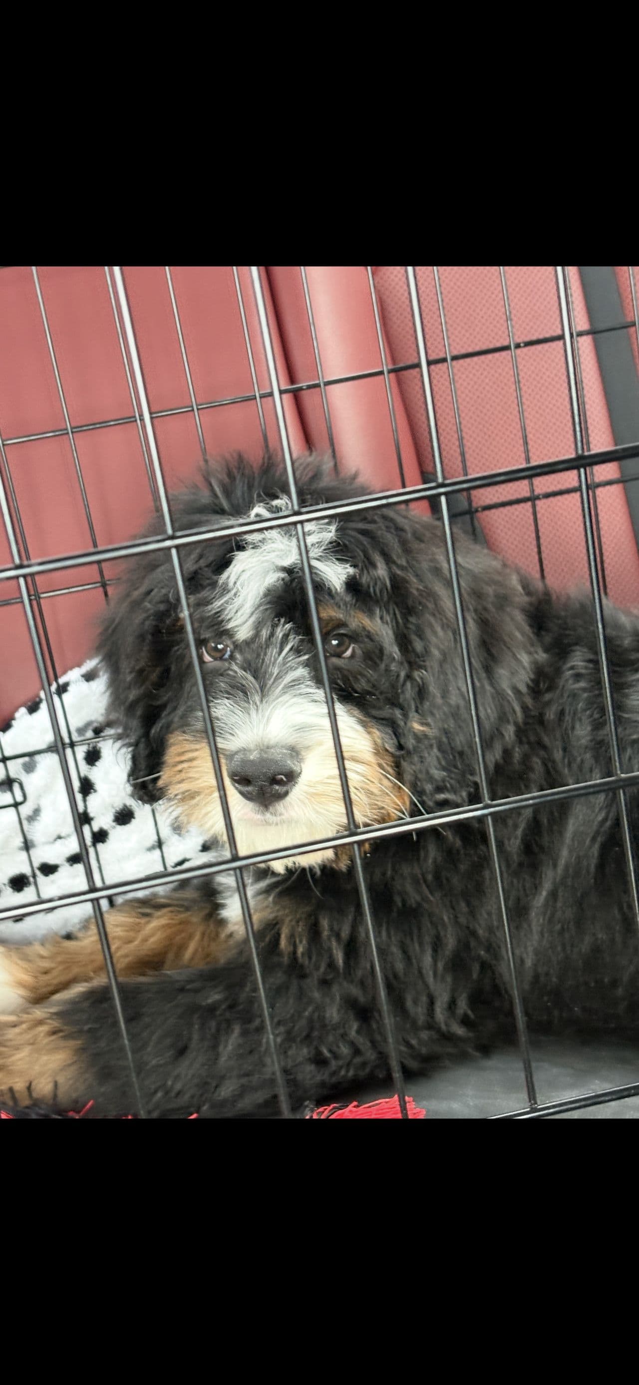 Pet travel photo 4
