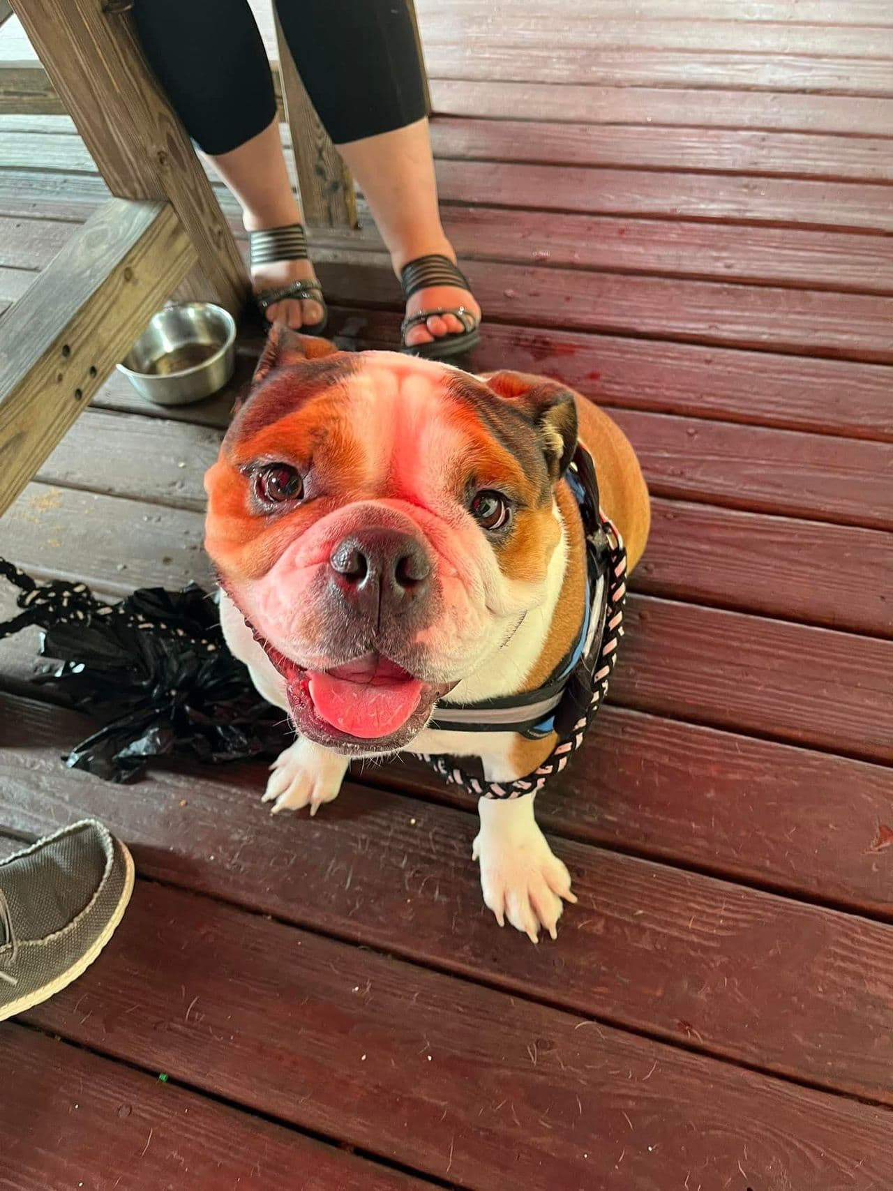 Pet travel photo 5
