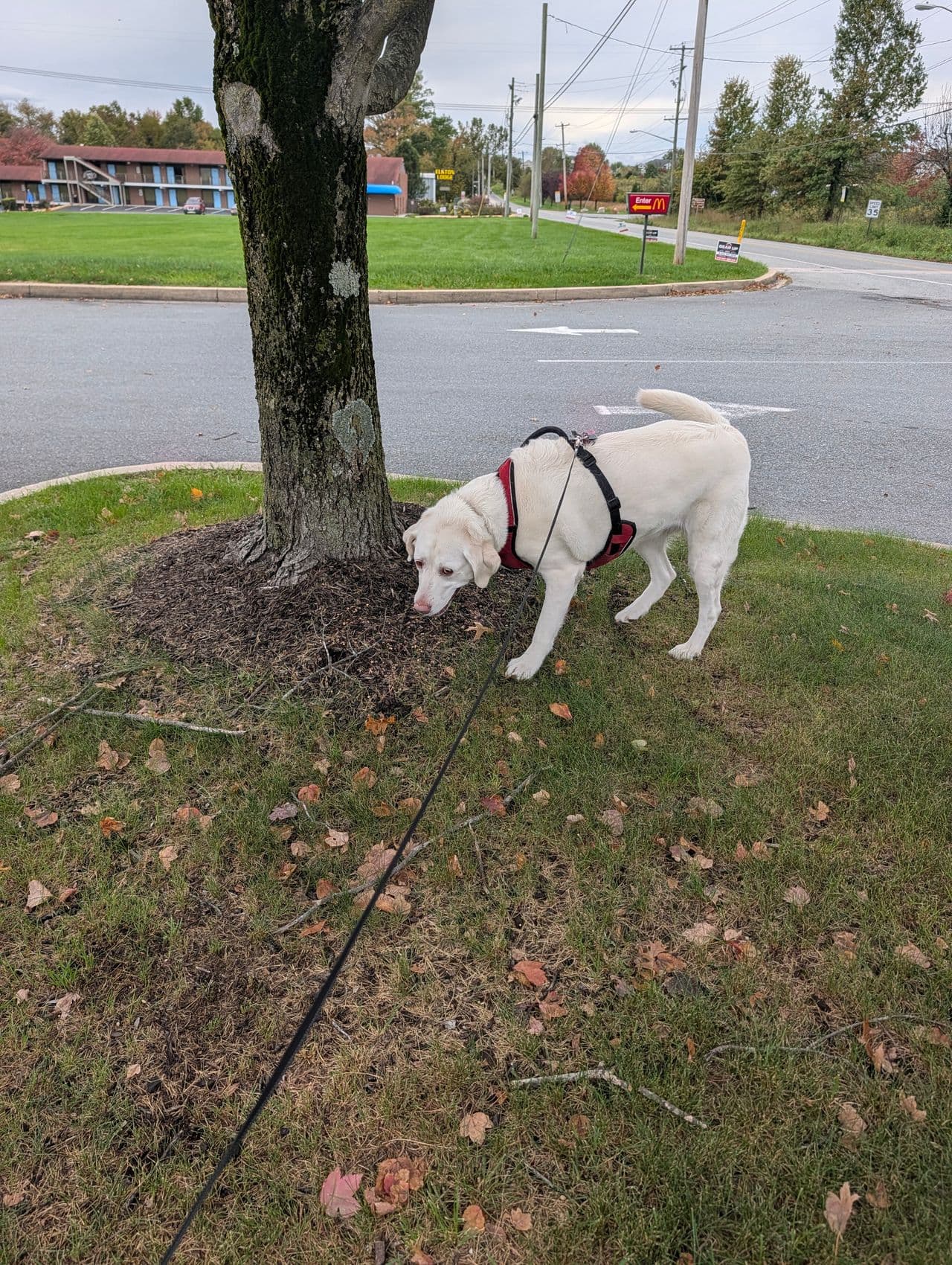 Pet travel photo 5