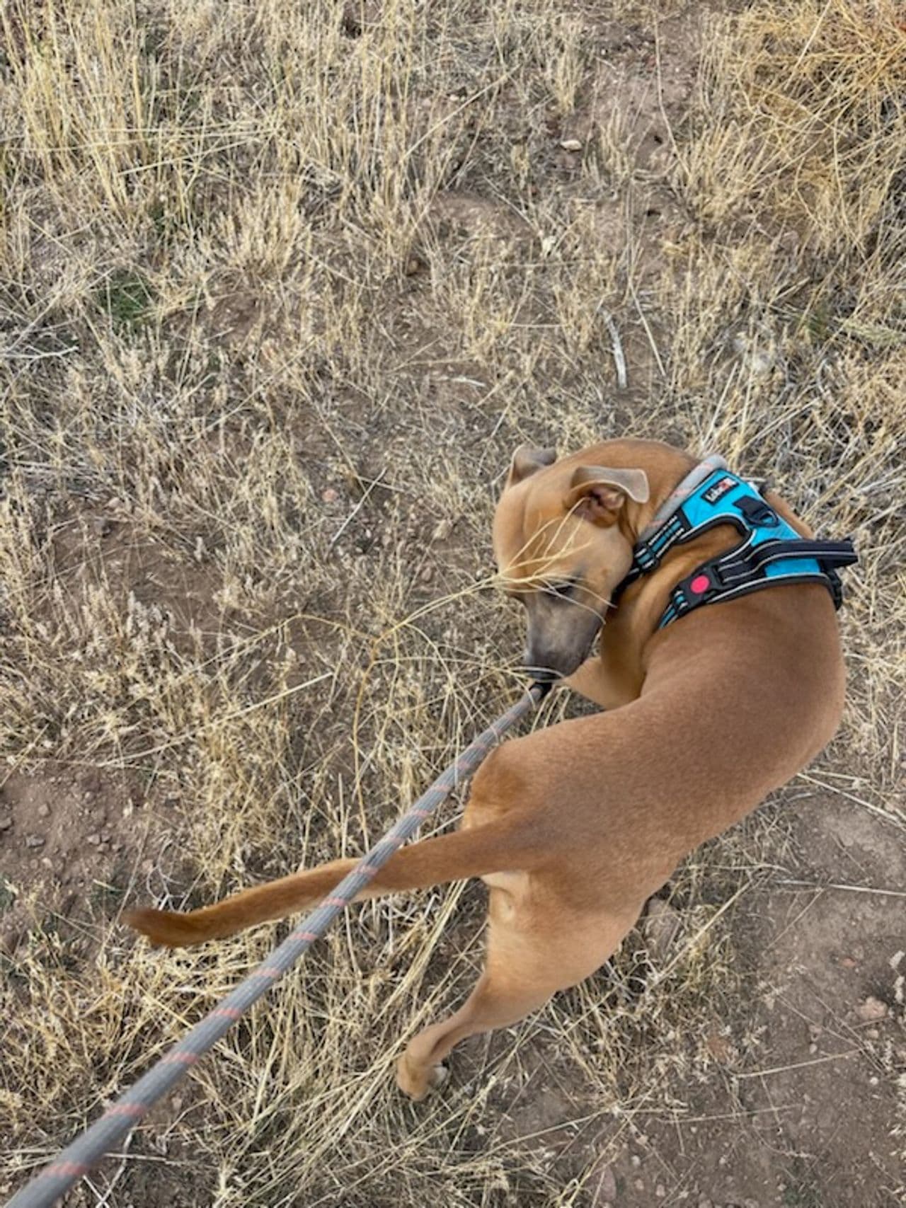 Pet travel photo 2