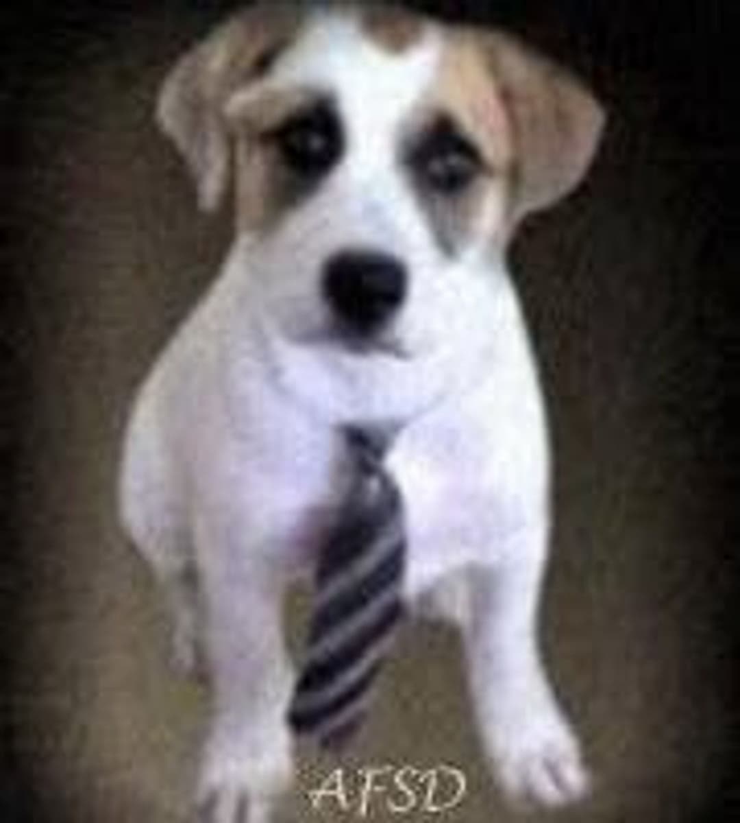 Advocate for Safe Animal Transport