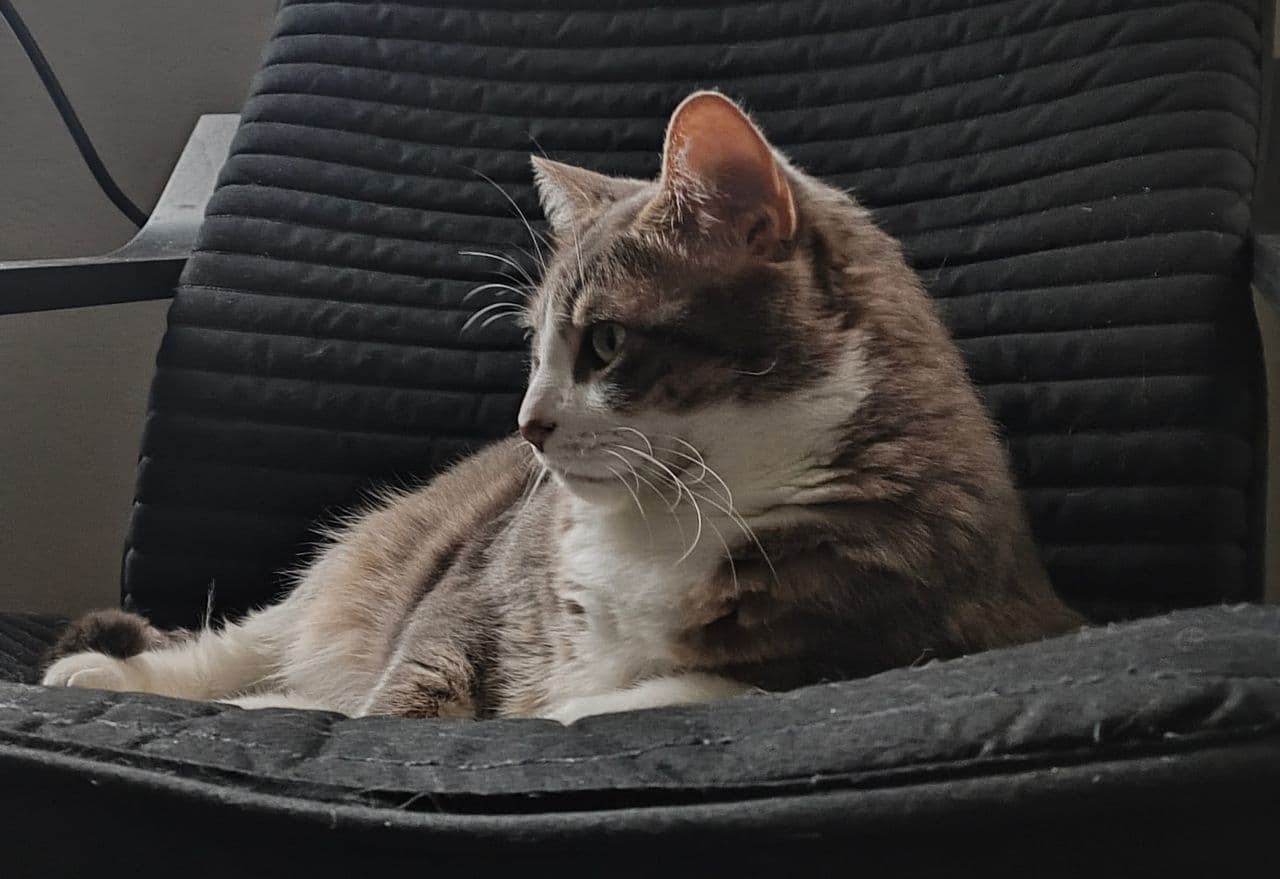 Pet travel photo 1
