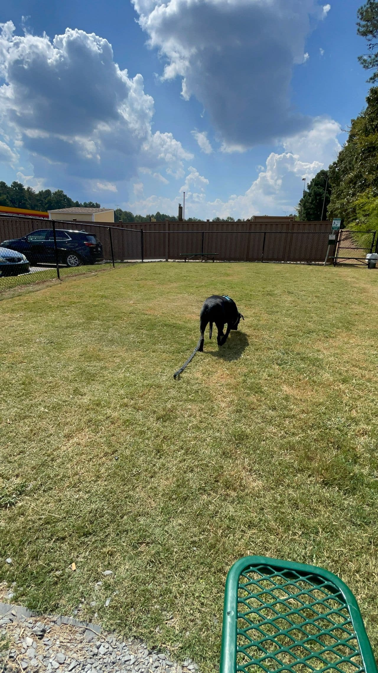Pet travel photo 2