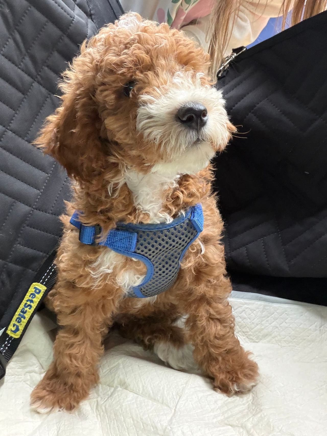 Pet travel photo 1