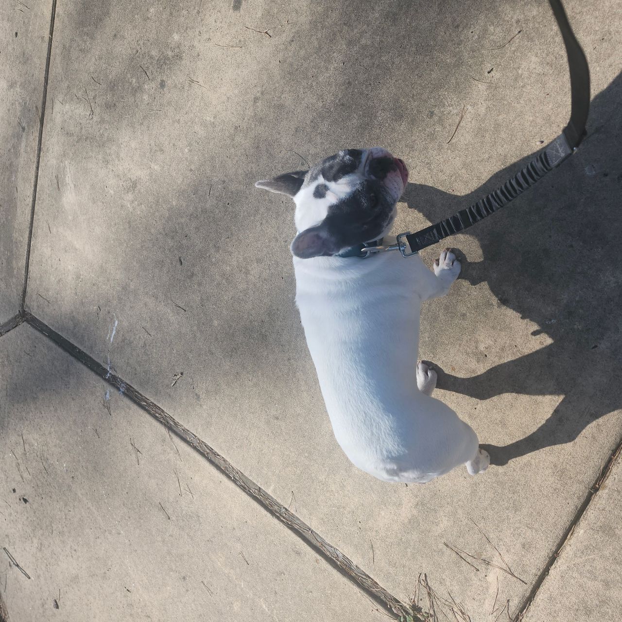 Pet travel photo 3