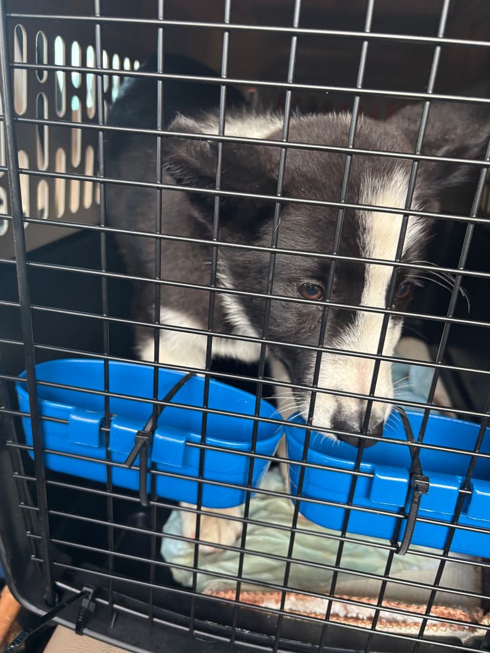 Pet travel photo 5