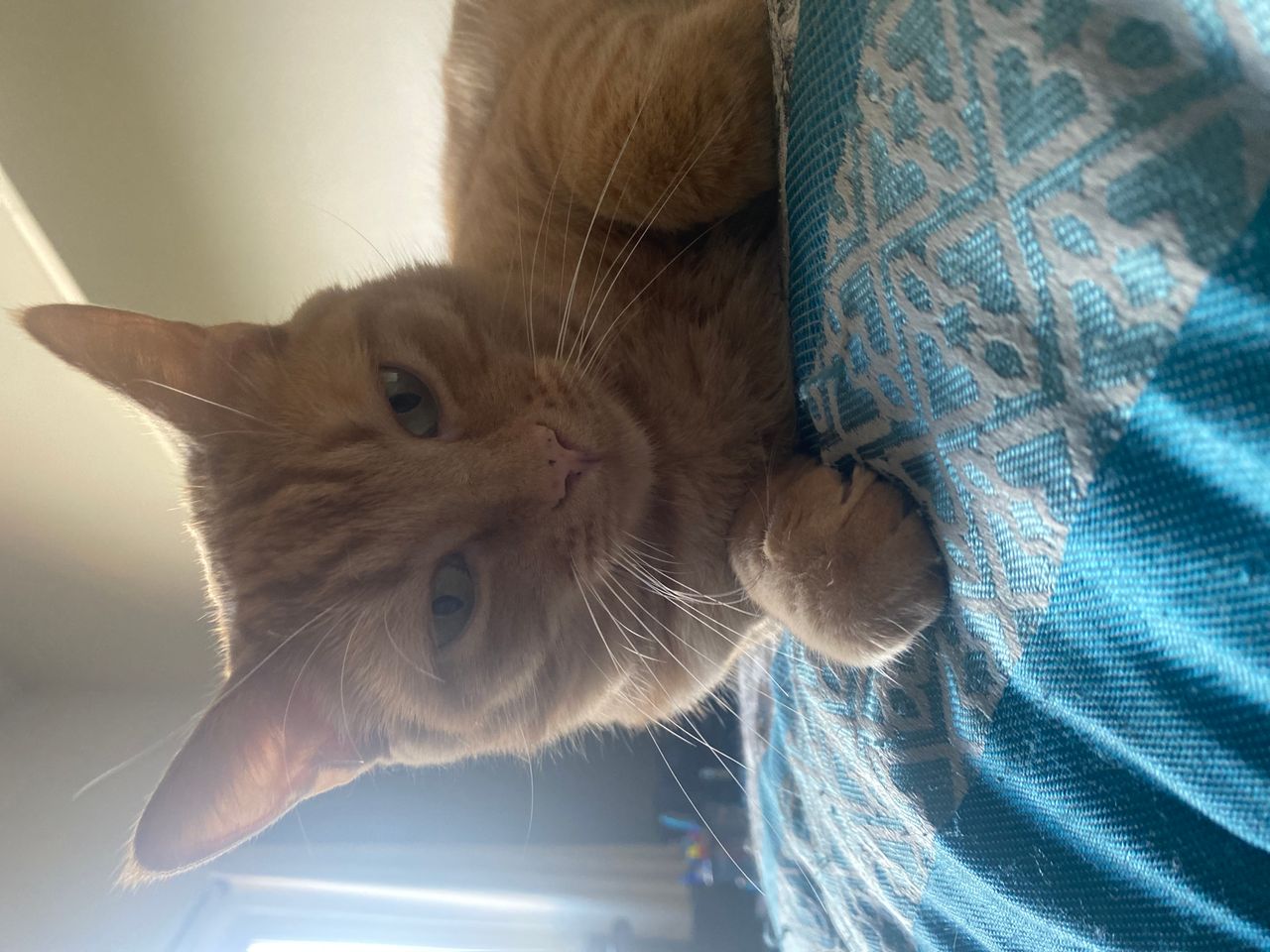 Pet travel photo 4