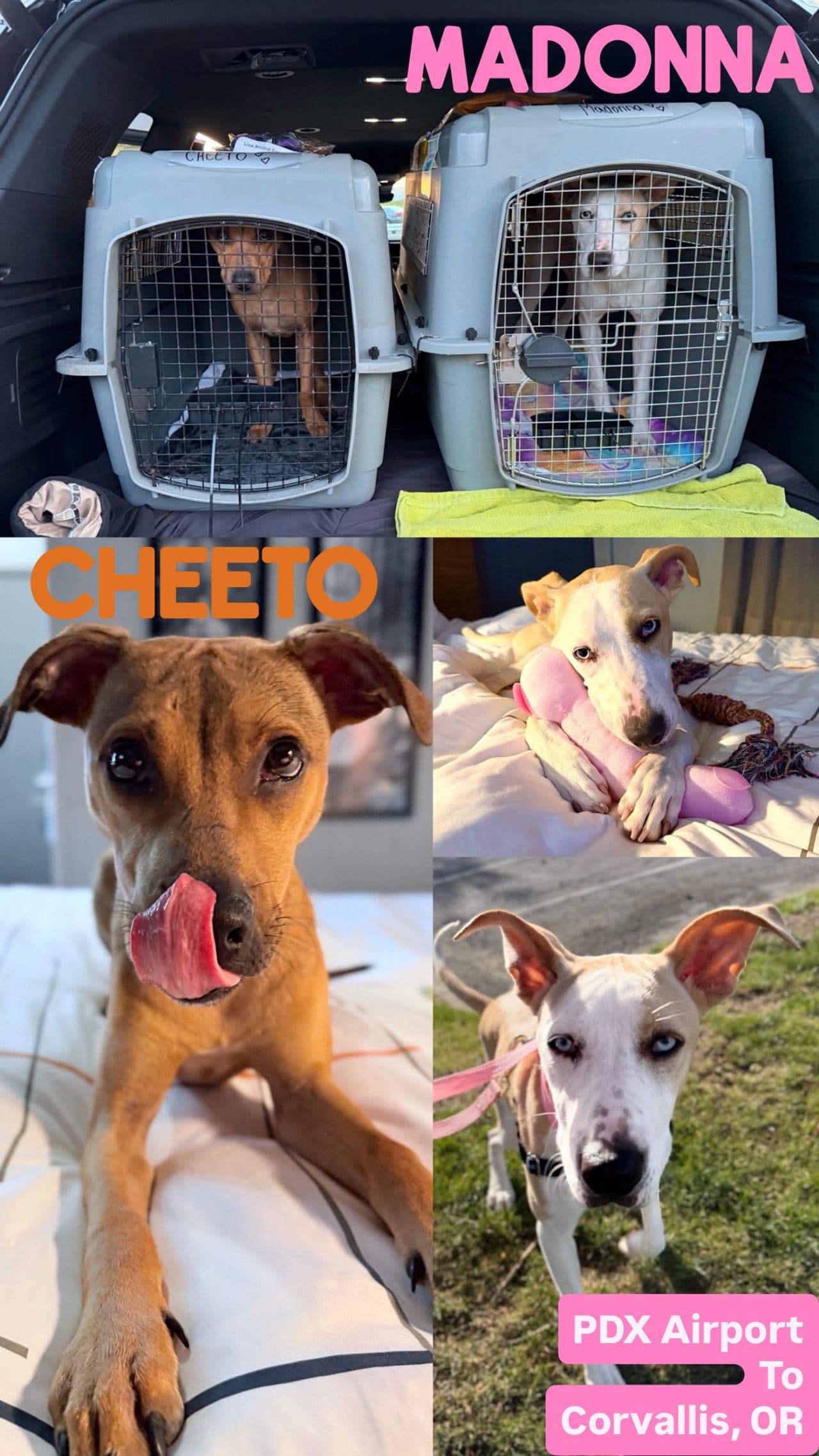 Pet travel photo 3