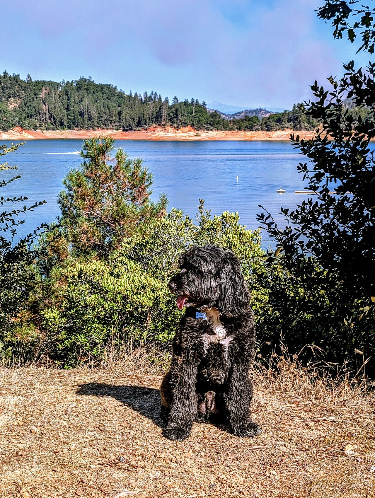 Pet travel photo 1