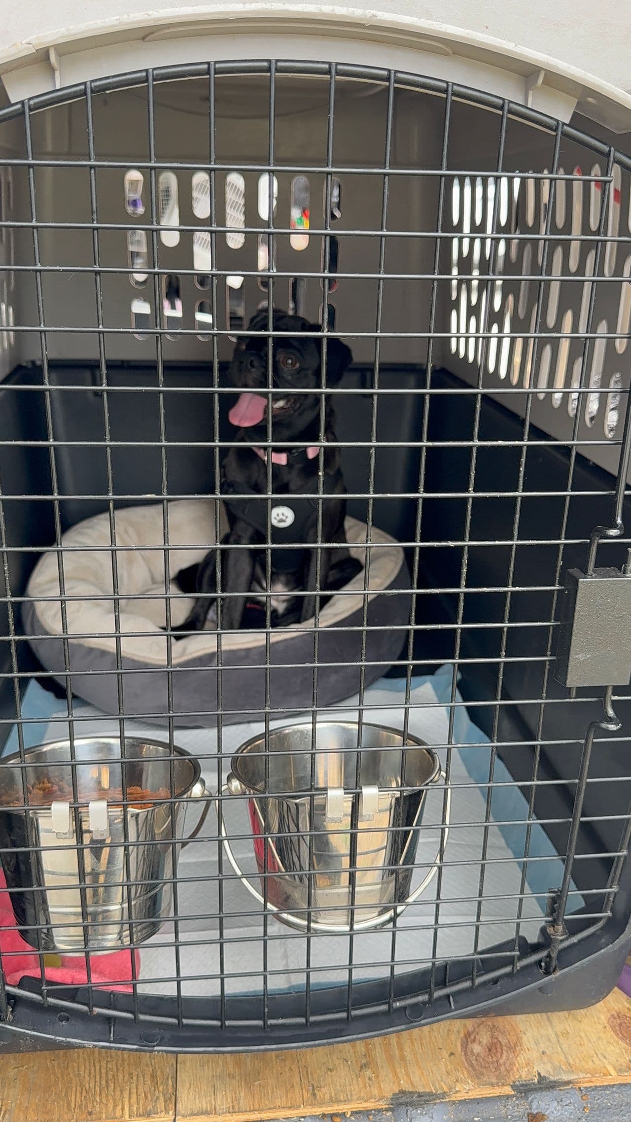 Pet travel photo 3
