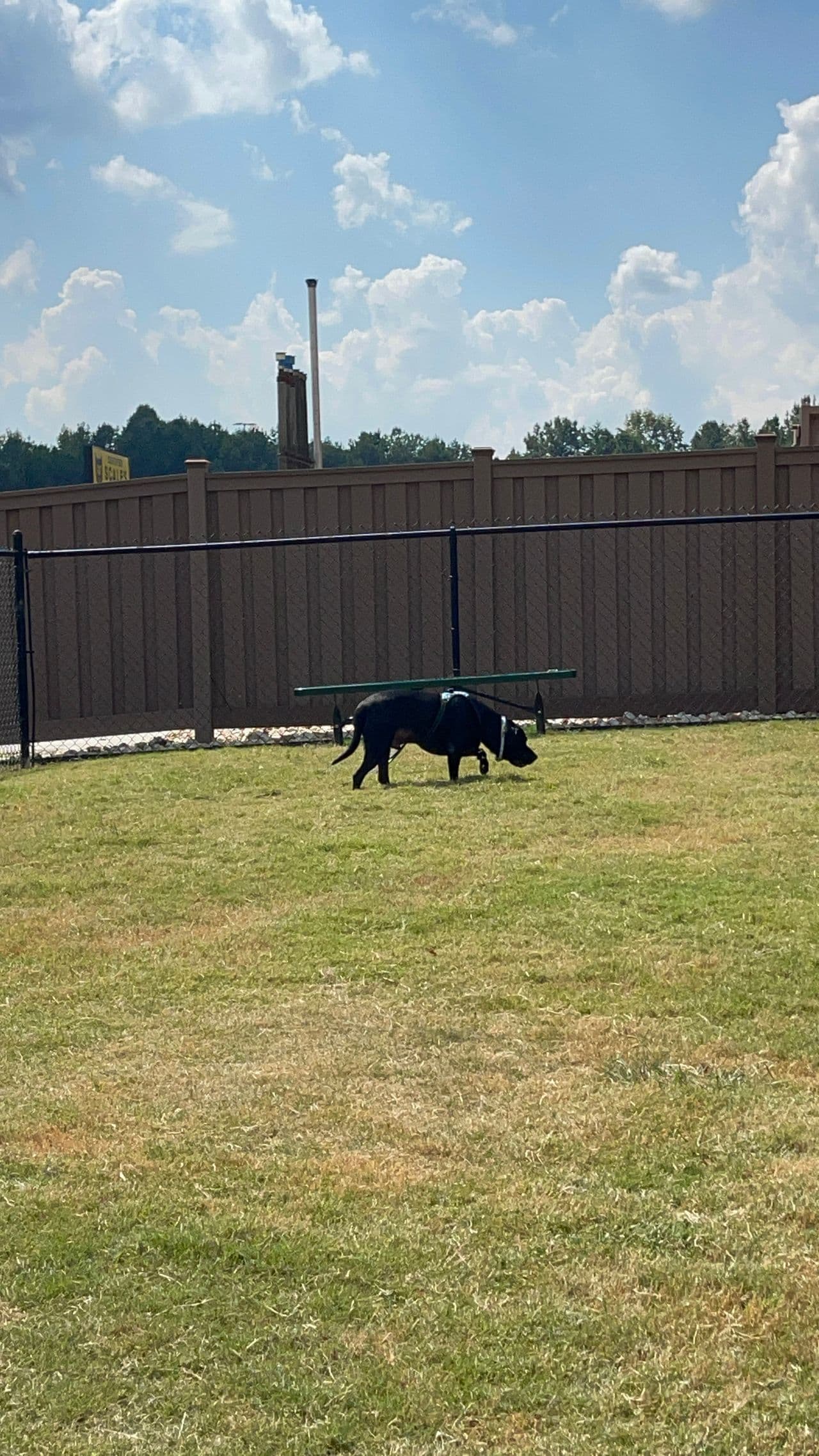 Pet travel photo 1