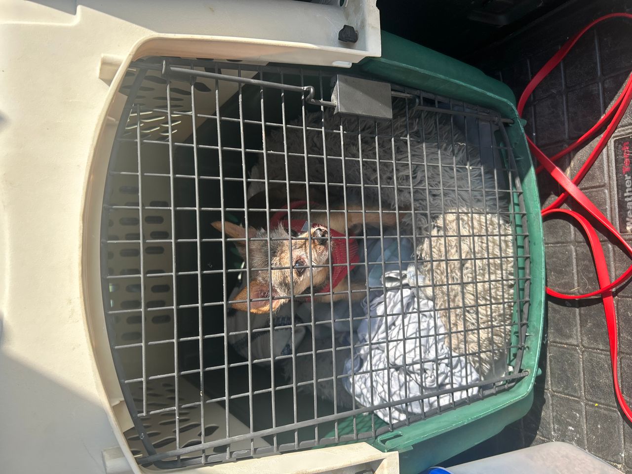 Pet travel photo 2