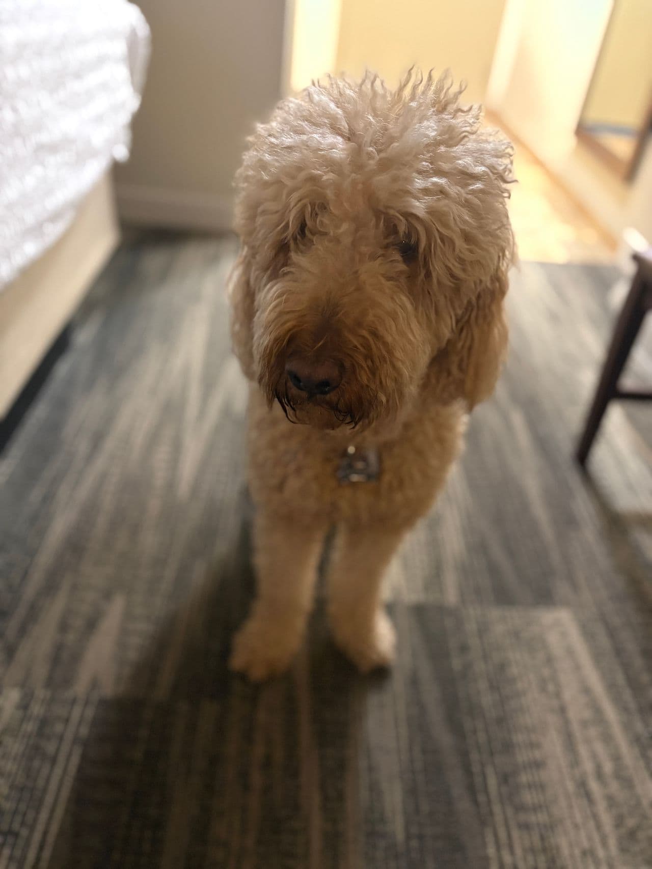 Pet travel photo 1