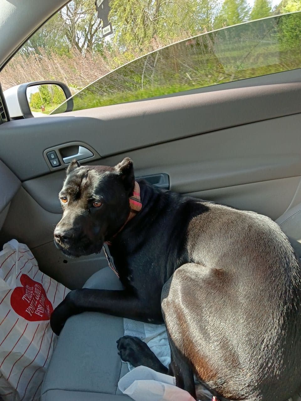 Pet travel photo 3