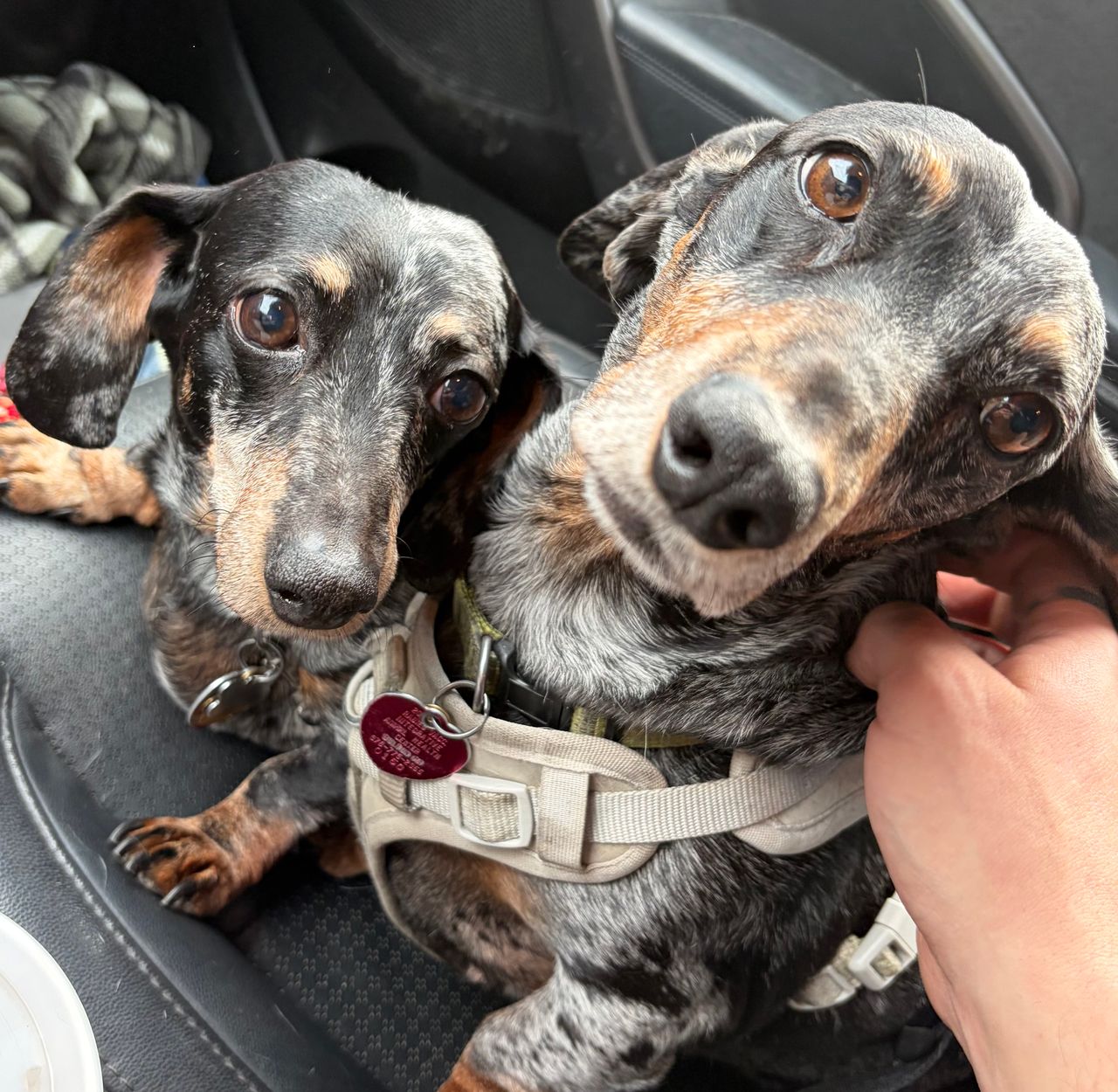 Pet travel photo 1