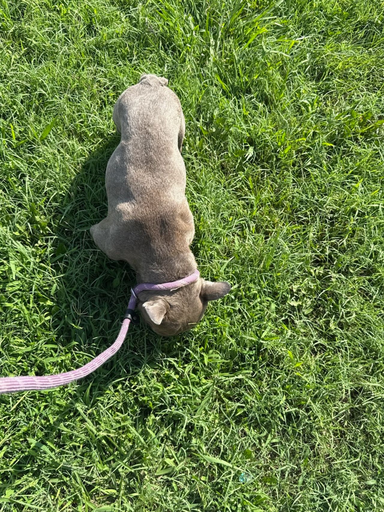 Pet travel photo 1