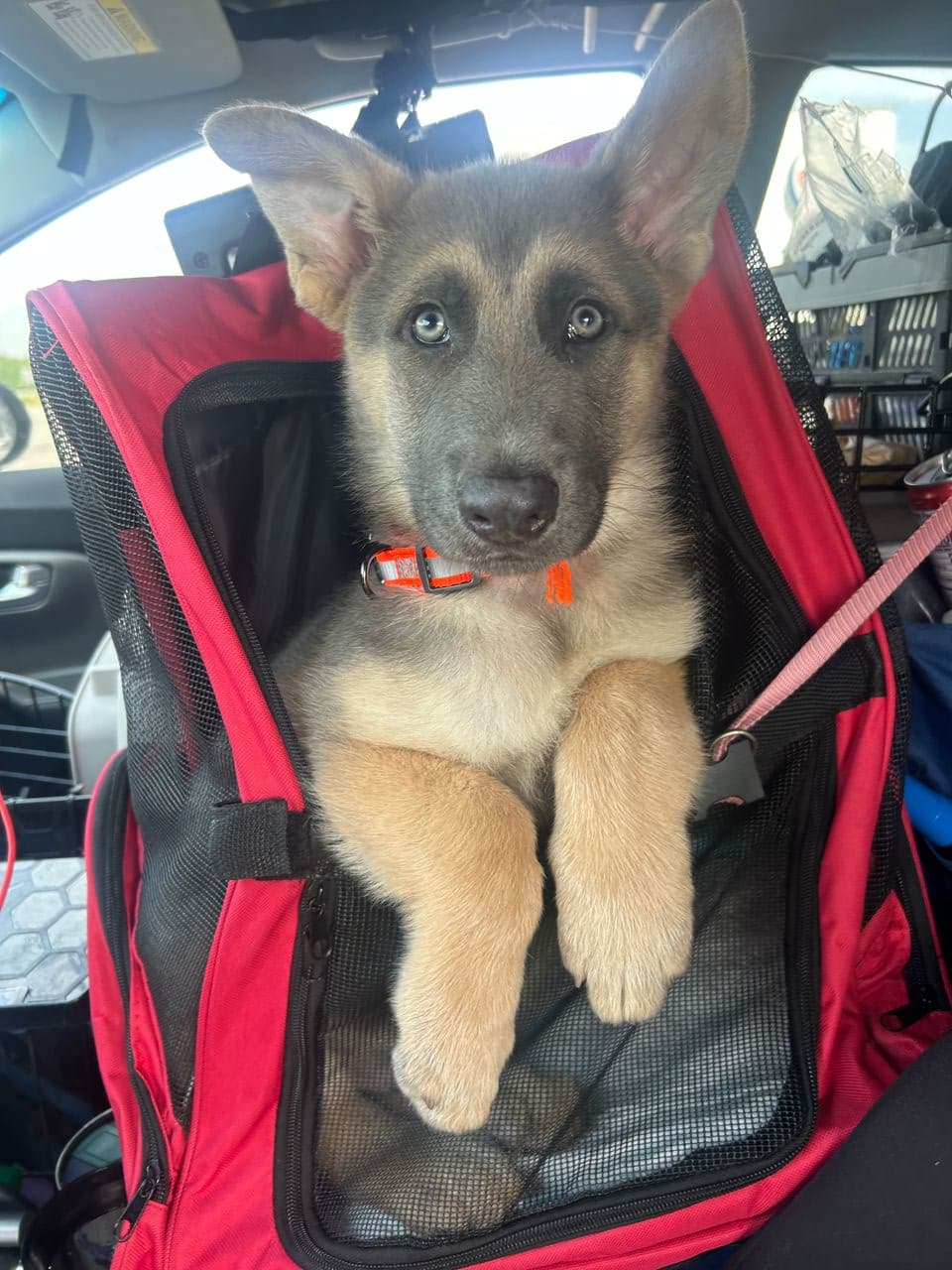 Pet travel photo 2