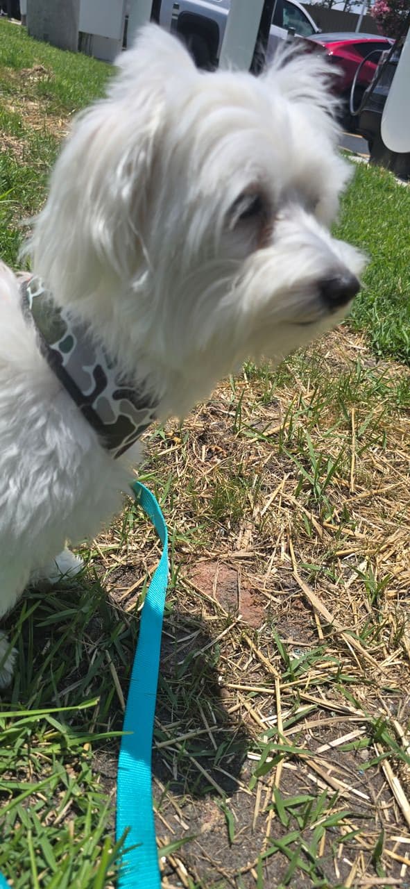 Pet travel photo 2