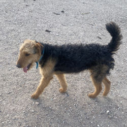 Airedale named Gracie