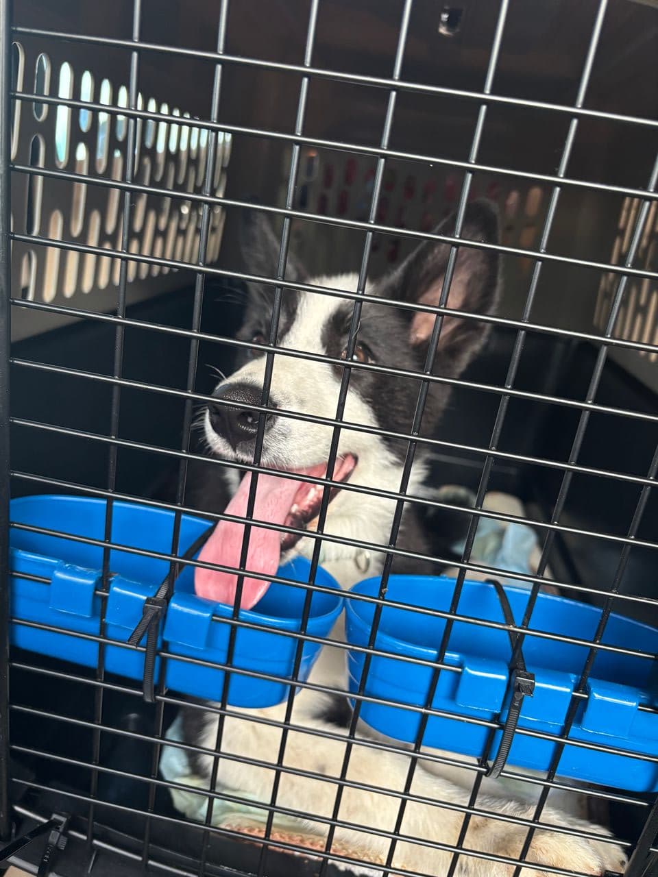 Pet travel photo 6