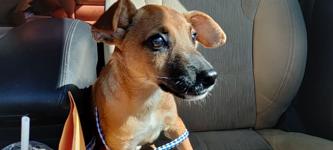 Pet travel photo 3